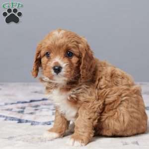 Dexter, Cavapoo Puppy